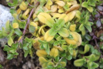 A close-up shot of a small plant with yellowing leaves and green leaves interspersed. The plant is low to the ground, suggesting it might be a ground cover or herb. © Mateusz