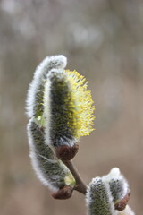 A close-up shot of a blooming willow catkin, its soft, fuzzy buds unfurling to reveal delicate yellow stamens. The background is softly blurred, emphasizing the intricate detail of the spring blossom. © Mateusz