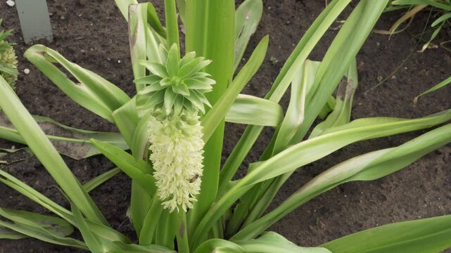 An autumn pineapple lily (Eucomis autumnalis) flower spike stands in natural daylight as a bee pollinates the white blossoms. Useful for botanical education, pollination studies, and nature stock.