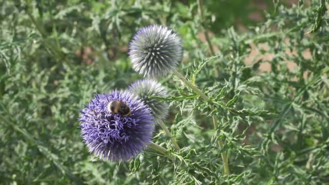 The blue flower head of the Russian globe thistle (Echinops ruthenicus) is pollinated by a foraging bumblebee in daylight. Useful for botanical educational films, entomology research, and nature stock