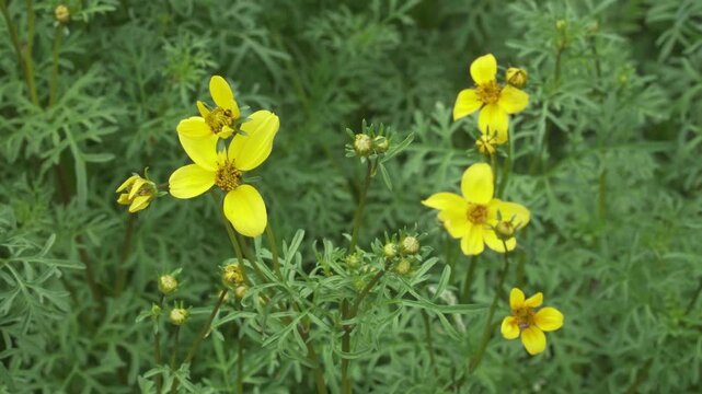 Bidens triplinervia yellow blossoms stand prominently among finely divided green foliage in natural daylight. Useful for botanical educational films, nature documentaries, and floral stock.