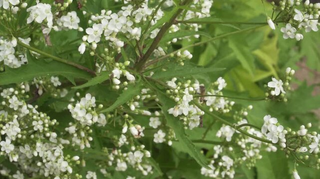 Glabrous napaea (Napaea dioica) white flower clusters bloom among green serrated leaves in bright daylight. Useful for botanical educational films, plant species documentation, and nature stock.