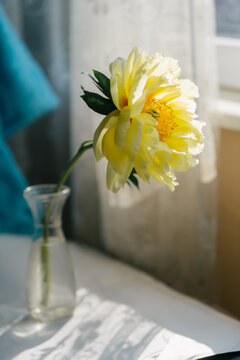 A peony flower stands in a glass vase.