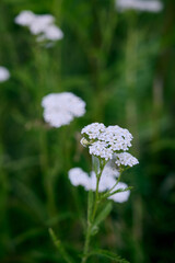 Common yarrow (Achillea millefolium) white flowers blooming in the meadow. © Kulbabka