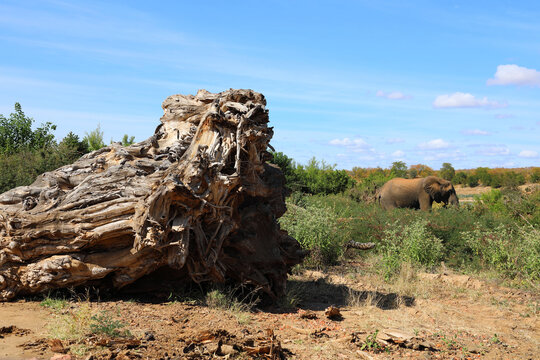 Baumstamm nahe Letaba River / Tree-trunk near Letaba River /