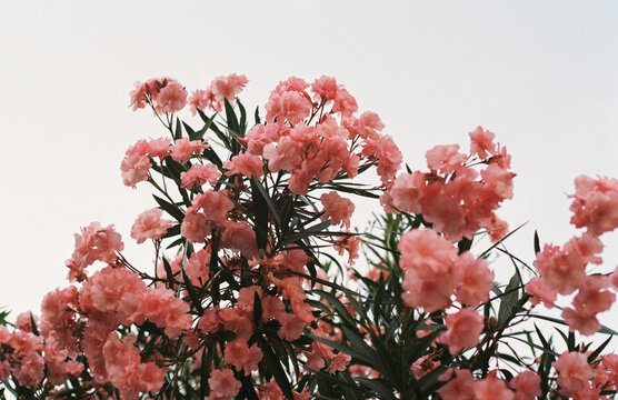 Vibrant pink flowers and the sky