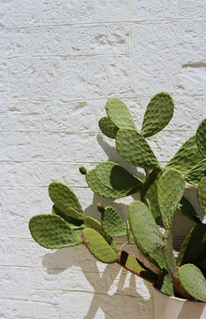 Cactus on a white background