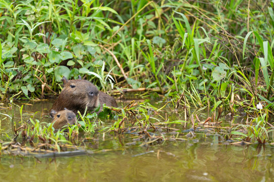 Capybara And Its Young In A Wetland, The Pantanal, Brazil  