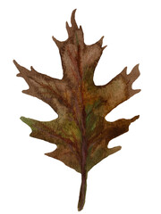 Naklejka premium Hand-painted watercolor pin oak leaf isolated on transparent background