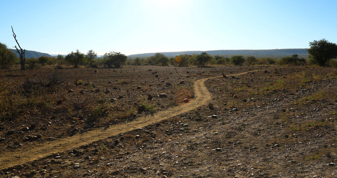 Elefantenpfad / Elephant path / Loxodonta africana