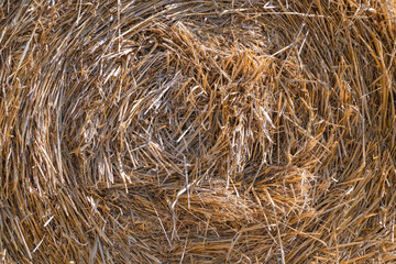 the circular, swirling texture of tightly packed, dried golden straw on the end of a round hay bale, © Andrey