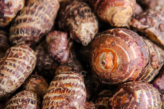 Fresh taro roots with rough brown skin, close-up of raw taro tubers
