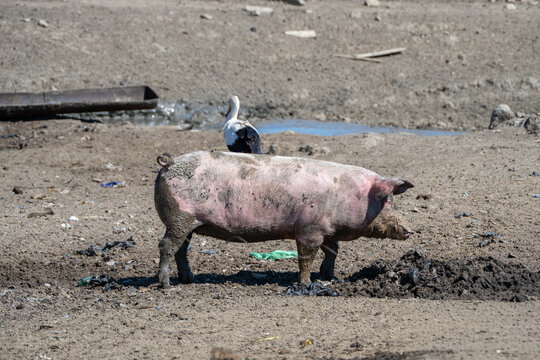 A dirty pink domestic pig stands near a mud patch in a dry rural farmyard, with a wild white stork visible near a puddle in the background.