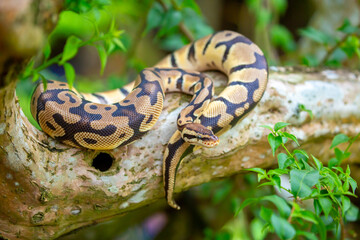 Obraz premium A python lies on the ground and on rocks in the wild.Close-up of a boa constrictor on a tree. Snake skin. Reptile.