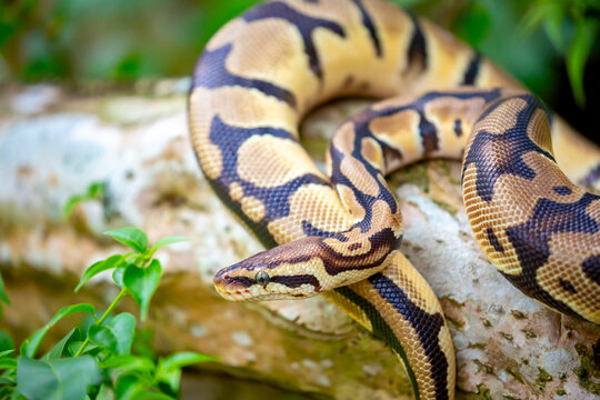 A python lies on the ground and on rocks in the wild.Close-up of a boa constrictor on a tree. Snake skin. Reptile.