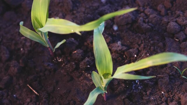 The green plants emerge from dark soil, showcasing vibrant leaves. The leaves glisten with water droplets, highlighting the healthy, growing plants.
