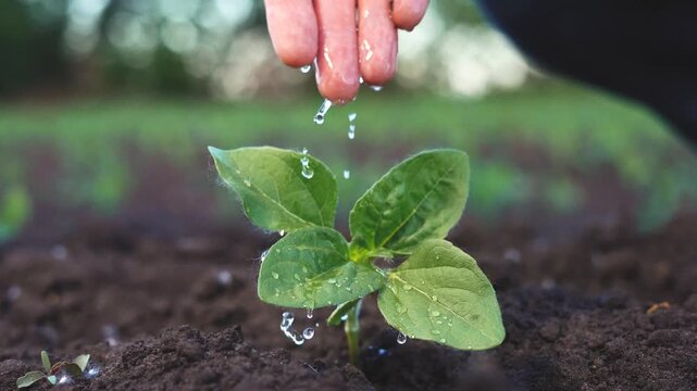 A woman waters a young plant as she gently drips water onto its leaves. The woman focuses on nurturing the young plant in the soil.