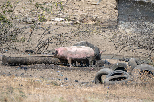 Two pigs forage near a muddy trough in a dry, unkempt rural farmyard scattered with dry scrub and discarded tires.