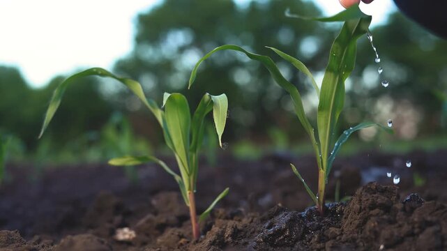 A woman waters young corn plants, demonstrating care for the corn plants in rich soil. The woman focuses on ensuring the corn plants receive adequate water.
