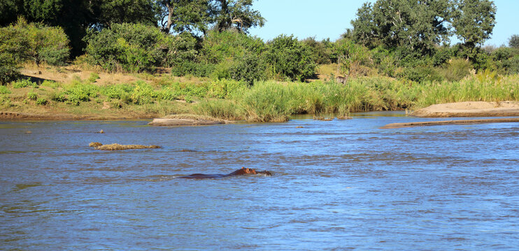 Afrikanischer Busch - Kr&uuml;gerpark - Olifants River / African Bush - Kruger Park - Olifants River /