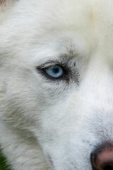 Close-up of a White Dog's Striking Blue Eye, Showcasing Detailed Fur and Eyelashes with an Intense Gaze © Henk