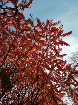 Bright red autumn leaves of a staghorn sumac tree against a blue sky with light clouds