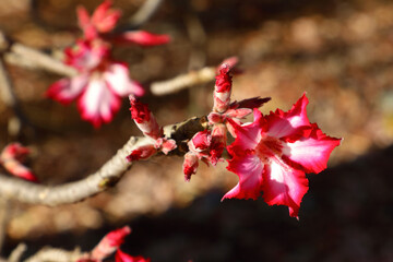 Wüstenrose / Impala lily / Adenium multiflorum © Ludwig