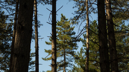 Pine tree tops 
