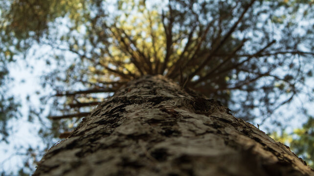 Pine 