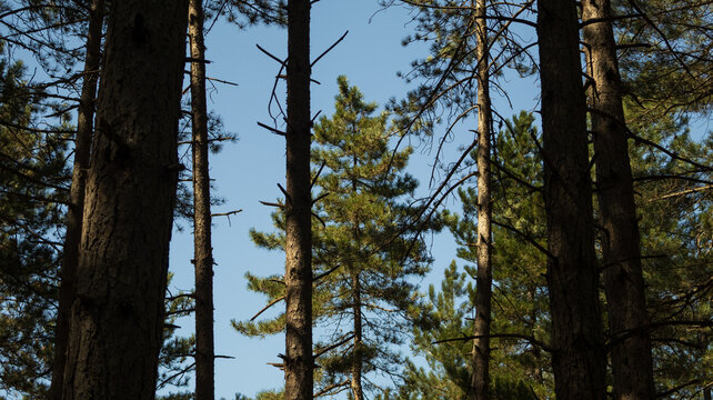 Pine tree tops 