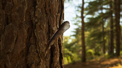 A find in a pine forest