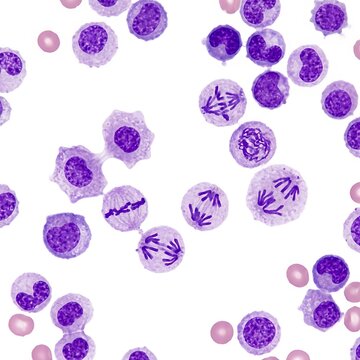 Microscopic view of human blood cells undergoing mitosis