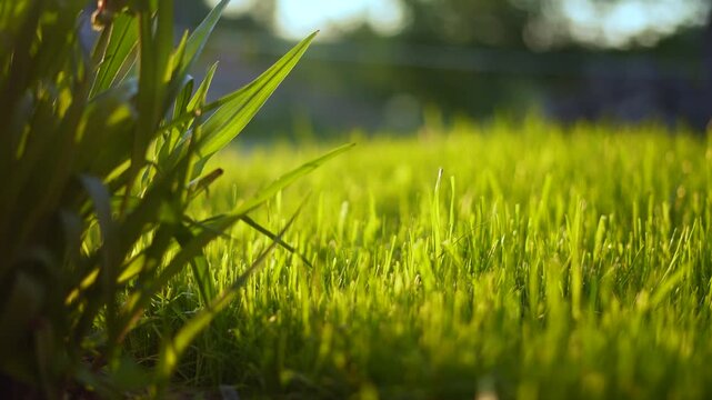 The green grass stretches across the scene, with vibrant blades of grass visible. The grass catches the sunlight, highlighting the fresh growth of the grass.