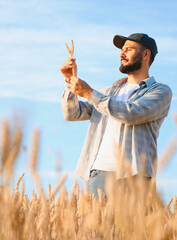 Agronomist examining wheat crop in a field © Serhii