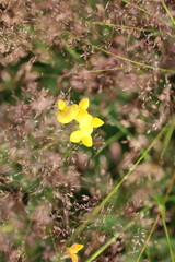 A single yellow flower blooms amidst a field of tall grass. The flower has five petals and a bright yellow hue, standing out against the soft, blurred background of brown and green grass. © Mateusz