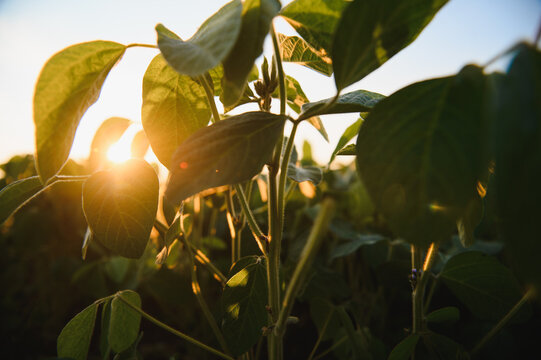 Soybean plants growing in field at sunset