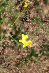 A tiny yellow flower blooms amidst a field of soft, feathery grass. The delicate petals contrast with the muted tones of the surrounding foliage, creating a scene of subtle natural beauty © Mateusz