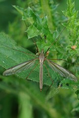 Obraz premium Close-up of a long-legged Marsh crane-fly, Tipula oleracea insect with delicate wings resting on vibrant green foliage