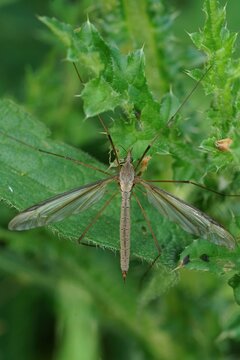 Close-up of a long-legged Marsh crane-fly, Tipula oleracea insect with delicate wings resting on vibrant green foliage