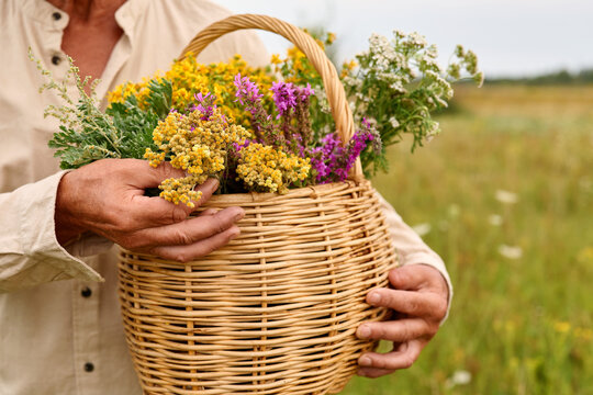 A person holds a woven basket filled with colorful medicinal herbs in an open field. The sun is low, creating a warm atmosphere as herbs are gathered for use