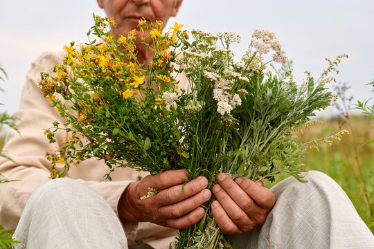 A person sits in a field, holding a bunch of various medicinal herbs. The sun shines while they gather and showcase their herbal collection
