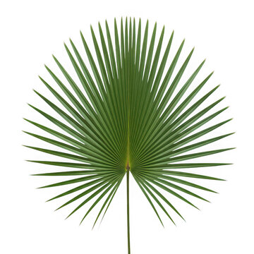 Green palm frond with long stem