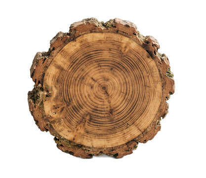Round wooden tree trunk cross section with annual rings and rustic bark on transparent background.