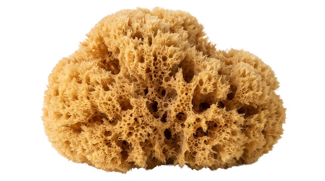 Natural sea sponge with intricate porous texture for organic bath and spa cleansing transparent.