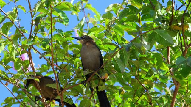Georgia, USA: A female Great-tailed Grackle (Quiscalus mexicanus) perched among green leaves.