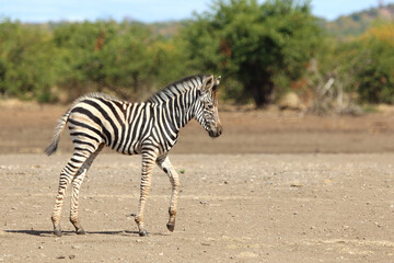 Steppenzebra / Burchell's zebra / Equus quagga burchellii © Ludwig