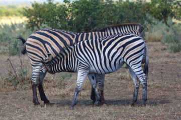 Steppenzebra / Burchell's zebra / Equus quagga burchellii © Ludwig