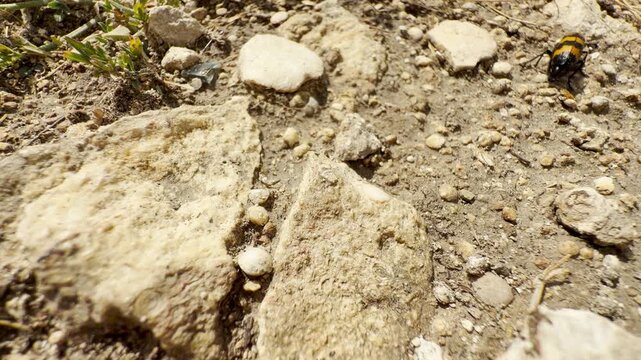 A black and orange blister beetle crawls over dry, rocky ground in Crimea. The tiny insect wanders peacefully among sunny stones. The calm scene fills the viewer with quiet wonder.