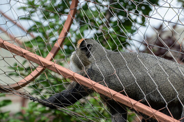 Small monkey climbing wire mesh cage fence in zoo enclosure © Dmitry