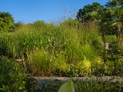 Der Gr&ouml;&szlig;e Park und der Garten im August bei gro&szlig;er Hitze und Trockenheit mit Stauden und Gr&auml;sern